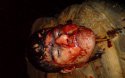 В Афганистане сотрудникам ООН отрезали головы!!!